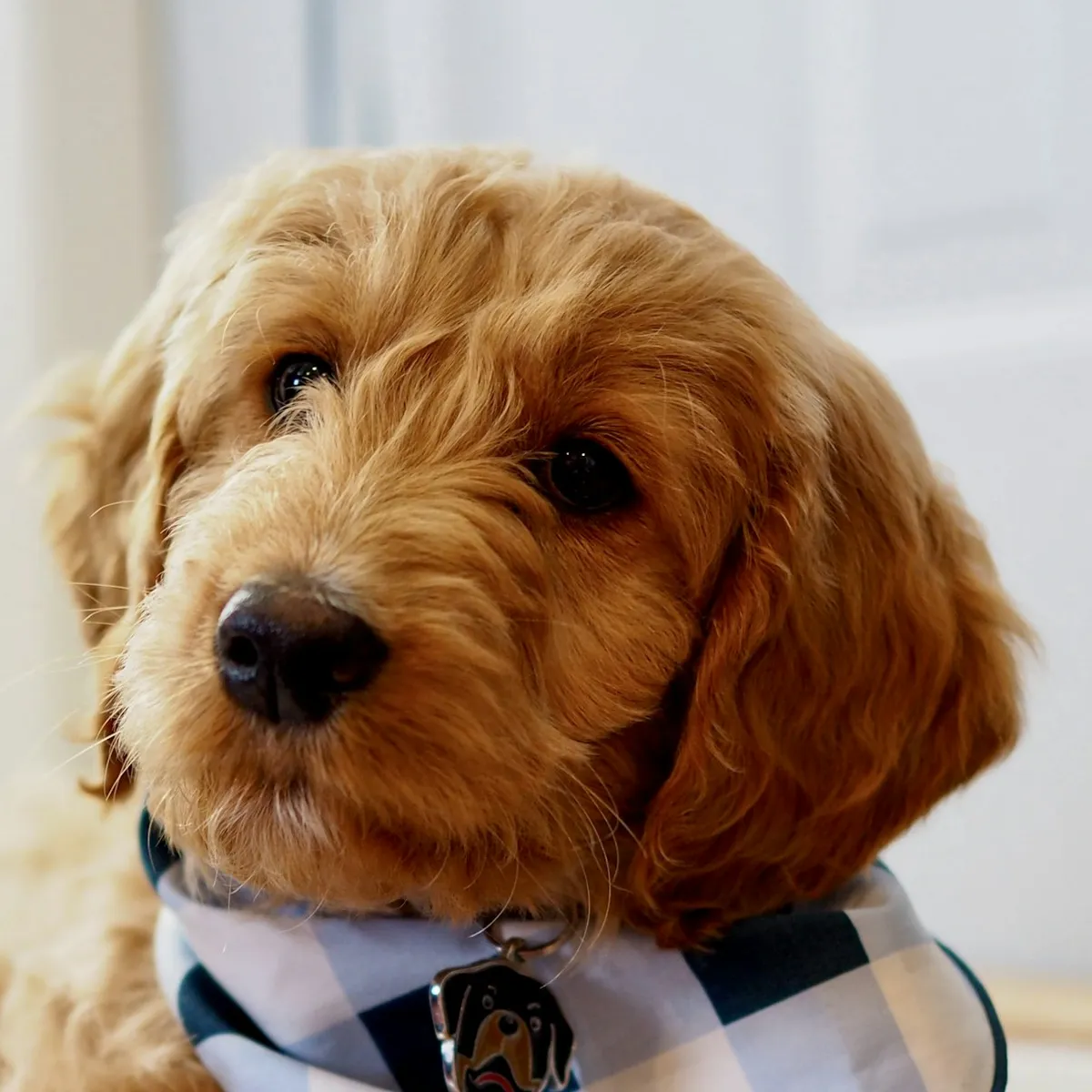 After: Full groom, fresh from the groom