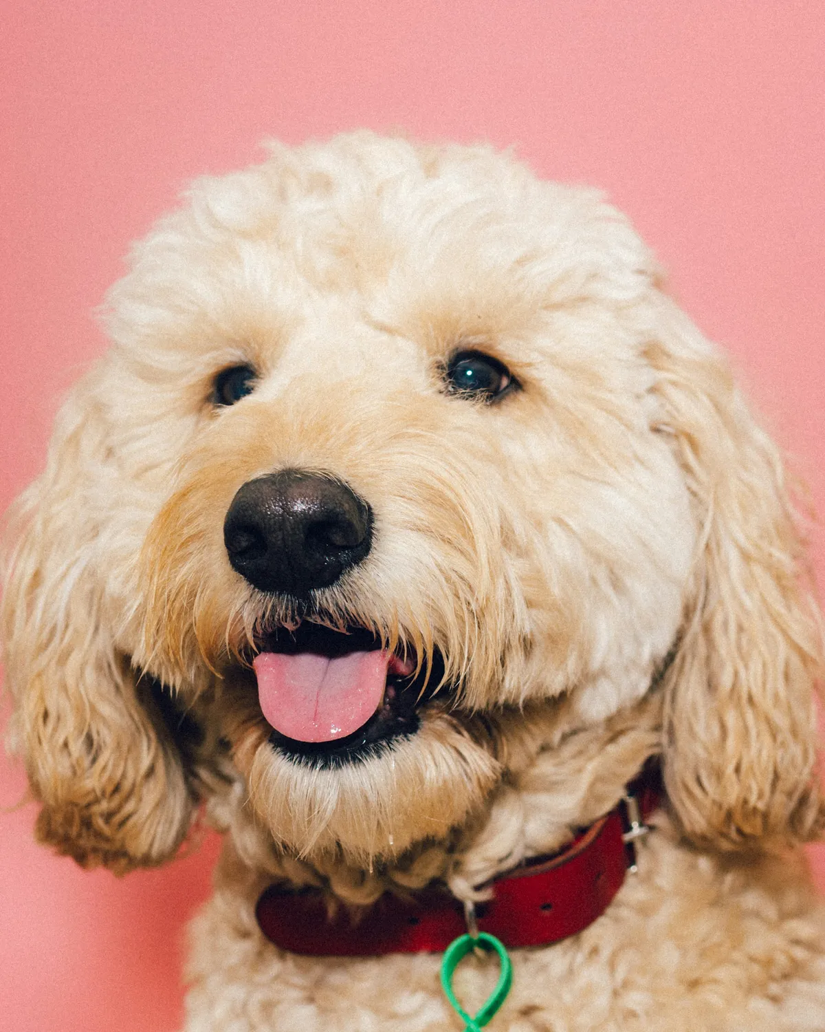 Luna, Goldendoodle · teddy face