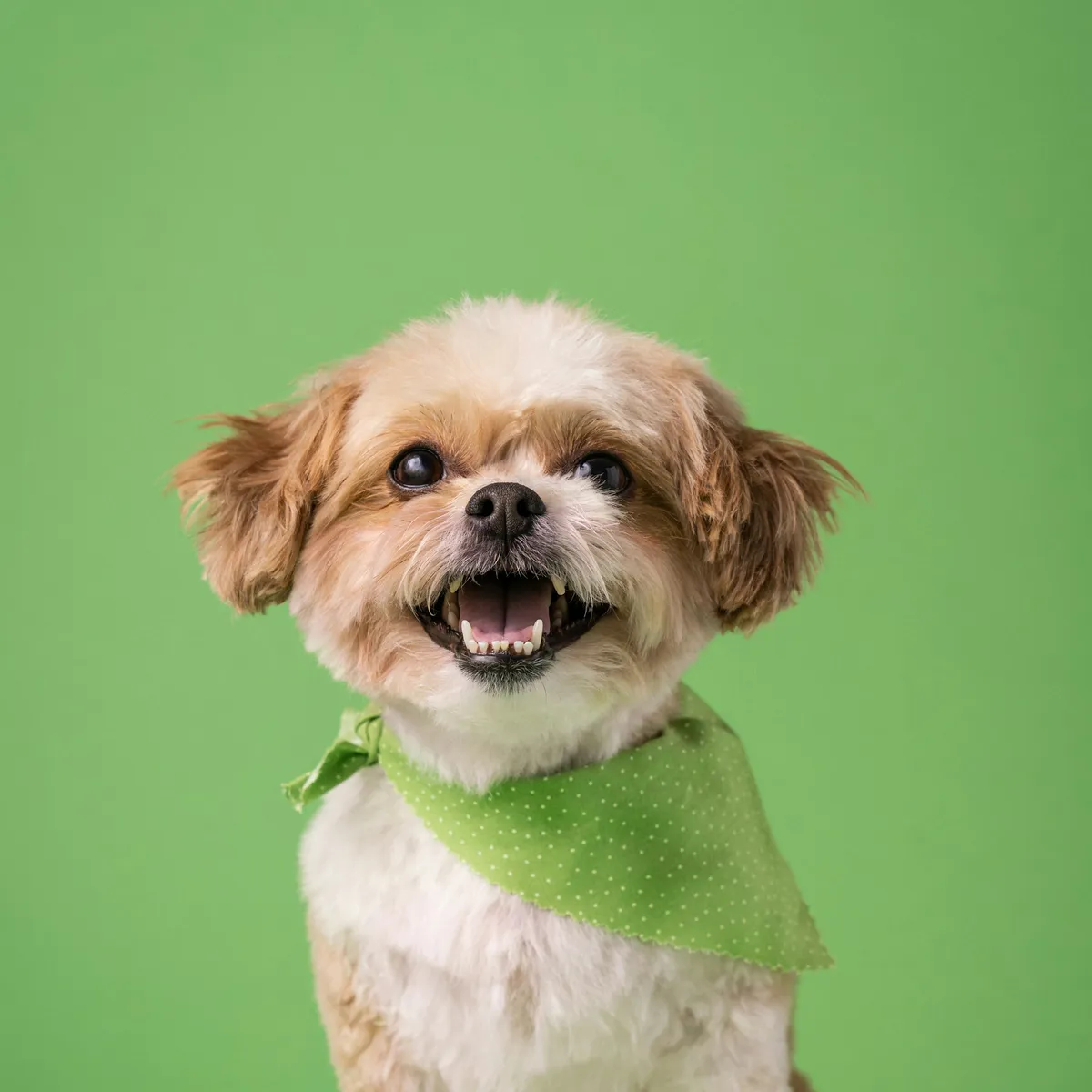 Pepper, Shih Tzu · puppy cut
