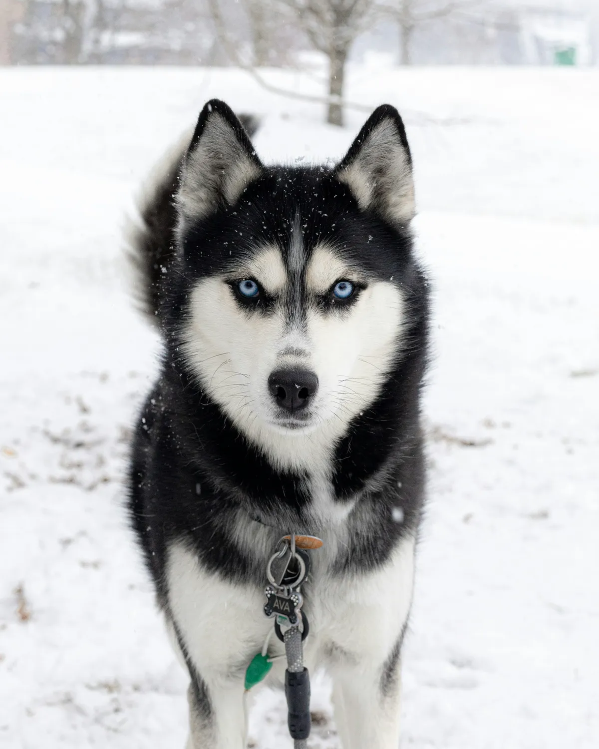 Juniper, Husky · de-shedding