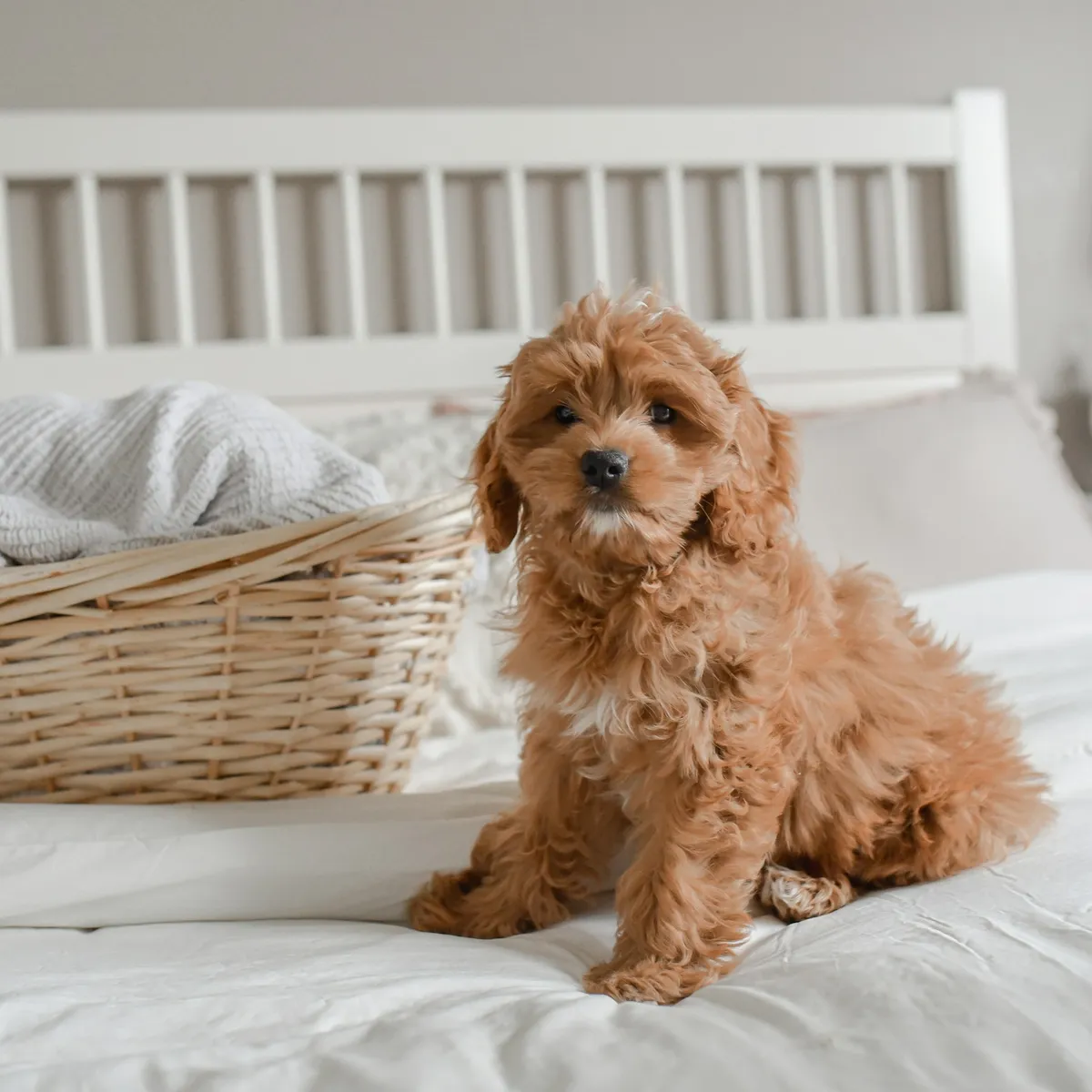 Olive, Cockapoo · first groom
