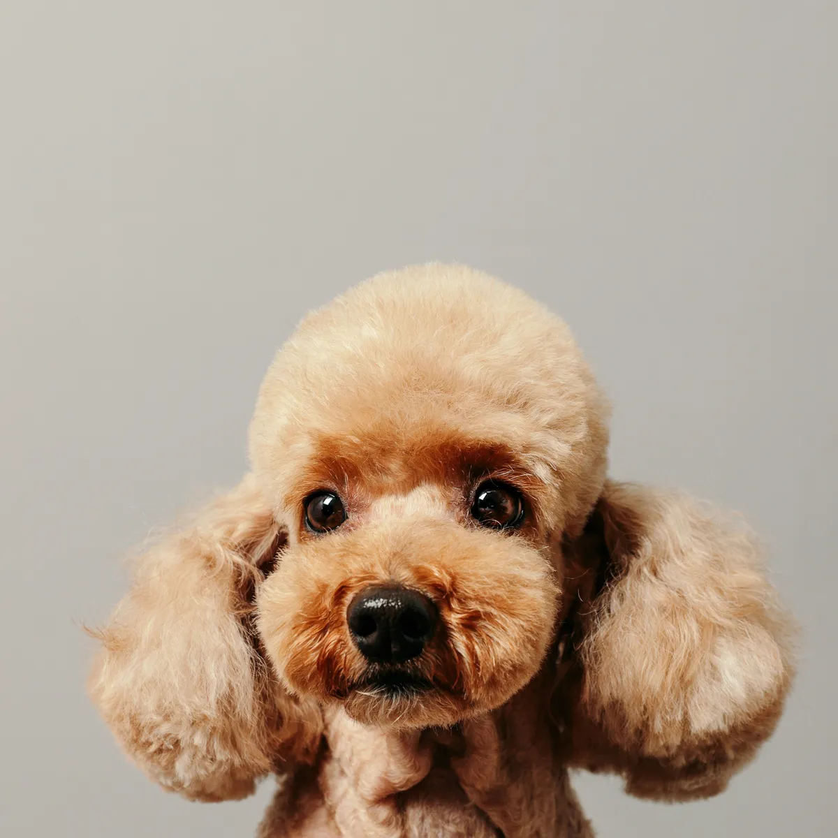 Biscuit, Toy poodle · show trim