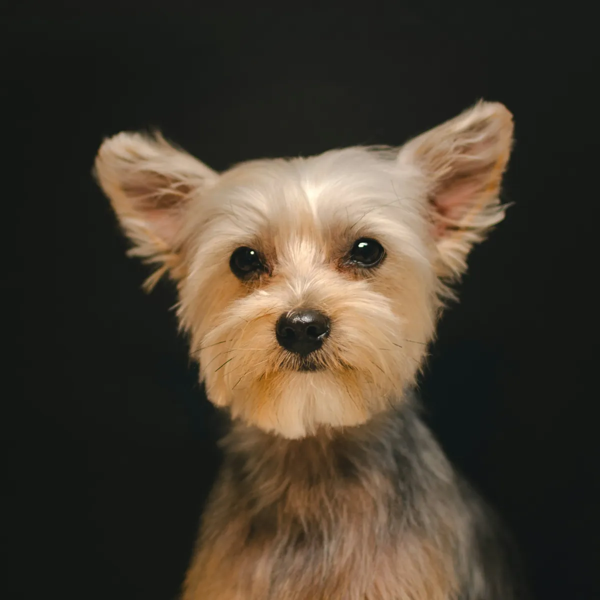 Pip, Yorkie · summer cut
